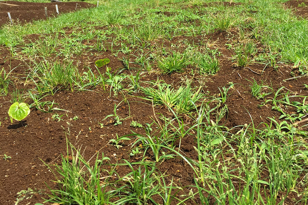 除草前の町民農園
