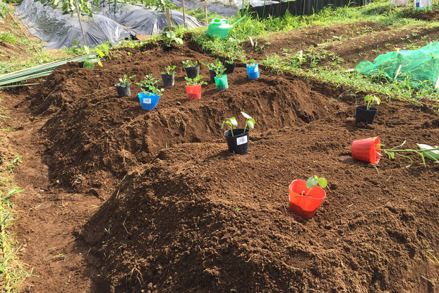 町民農園、今年も始まりました。