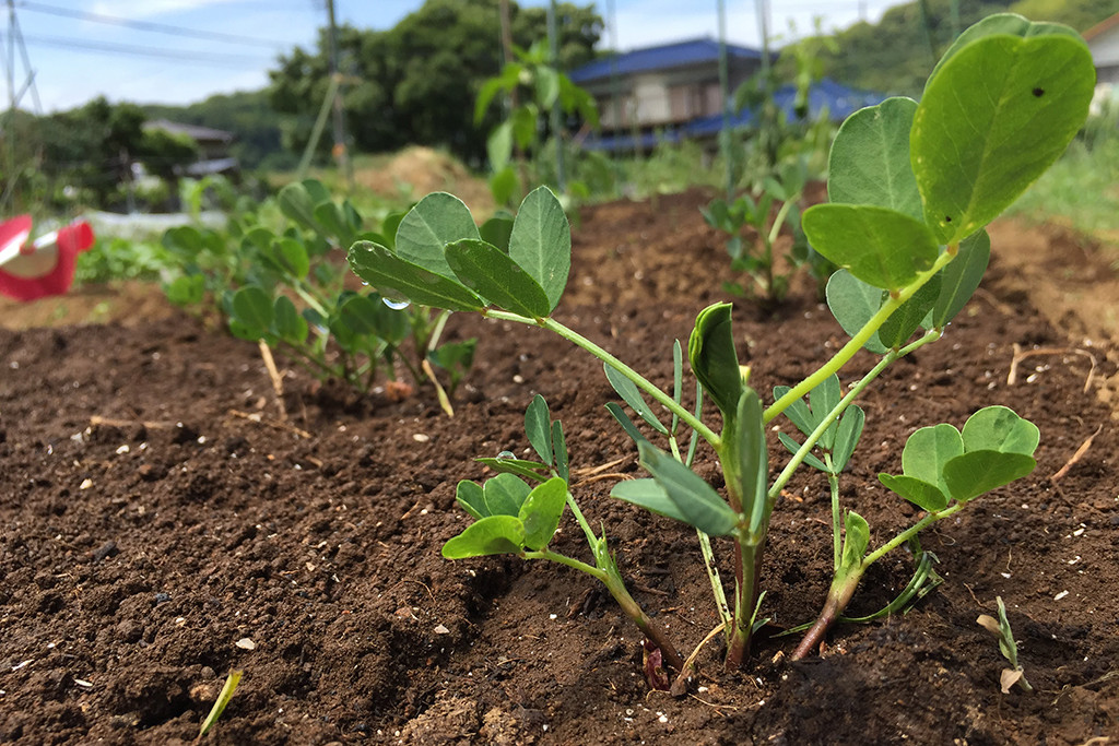 落花生の苗